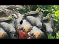Mikat Burung Cabean Mp3 - Mp4 Download