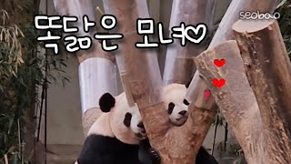 나른한 오후 세모녀 아이바오 루이 후이♡aibao ruibao huibao♡