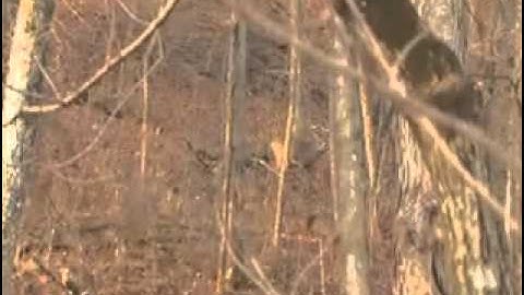 Johnnies Buck with The Wind Pro Mock Scrape