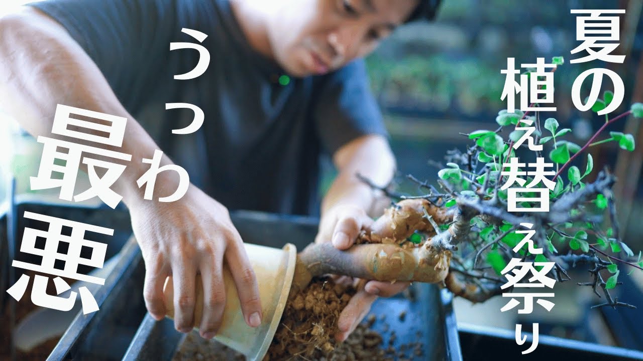 夏の植え替え祭り【腐り発見で最悪の事態】腐りの対処法を大公開。