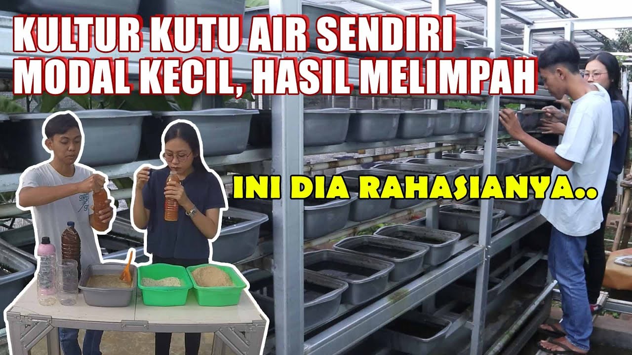 TERNAK KUTU AIR, UNTUK PAKAN CUPANG. GAK RIBET! INI DIA CARANYA
