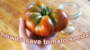 How to Save Tomato Seeds // Fermenting Tomato Seeds Step by Step Instructions