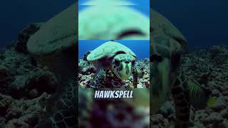 Facts about Hawksbill Sea Turtle 🐢
