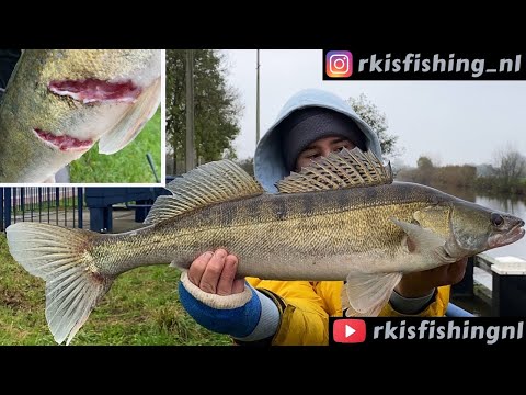 Video: Snoekbaarsvissen: Interessante Feiten En Nuttige Eigenschappen