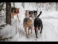 How to Train Sled Dogs pt 1 // Mushing Tips