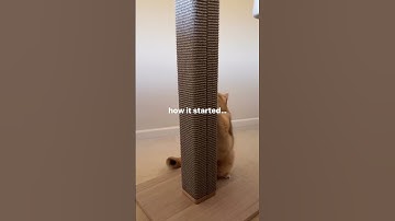 Cute Cat Using New Scratcher