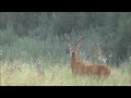 Трофейный самец косули. Рога как у оленя. Trophy male roe deer. Antlers like a deer.