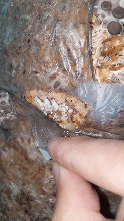 ГЛИВА вешенки #themushroomua #nature #satisfying #mushroom #глива # ...
