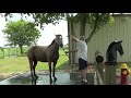 Working On Horse Trim - Ransom Might Have Abscess & Ringbone - Gave Him A Bath After Trim