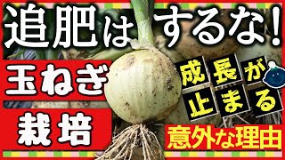 タイミングがまるで違う！玉ねぎ栽培で大事な追肥で失敗しない3つの秘策！収穫量を増やす最強の育て方【初心者・プランター家庭菜園】