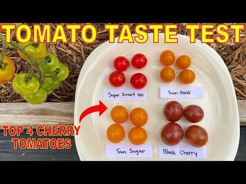 Wideo: Pomidorowa „czarna gruszka”: opis odmiany, cechy i recenzje