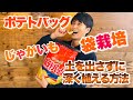 【巨大ポテチ！？】鉢も畑もいりません！じゃがいもは袋で簡単に増やせます【ポテトバッグの育て方】【三上流深植え方法】【ジャガイモ袋栽培】【家庭菜園】【園芸】