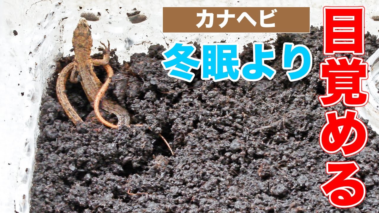 2ヶ月眠り続けたカナヘビが、冬眠から目覚める瞬間！