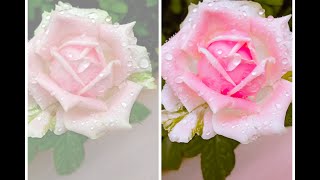Rose flower editing for Lightroom || #Photoshop #photo #emptykiteedit screenshot 4