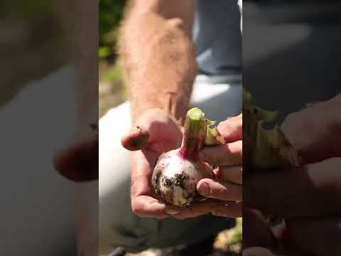 Video: Kako posaditi lukovice češnjaka?