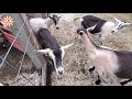 Bernese mountain dog in the pen with a herd of alpine dairy goats