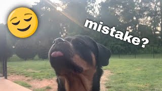 Rottweiler Training: Let the dog make mistakes