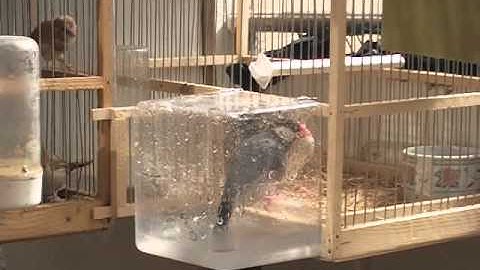 Java sparrows taking a bath.