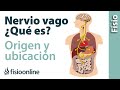 NERVIO VAGO | Qué es, ubicación, dónde se origina, ramificaciones, qué zonas inerva y lesiones