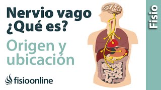 NERVIO VAGO | Qué es, ubicación, dónde se origina, ramificaciones, qué zonas inerva y lesiones