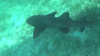 Nurse Shark Tiburón Gato -Belize