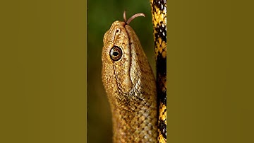 "Unveiling the Titanoboa: Exploring the World
