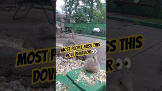 People have no idea #dove do this #education #educational #birds #shorts #viral #bluejaybird #nature