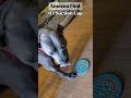 5 UNIQUE Amazon Pet Products #shorts #productreview #justicebuys #gadegets