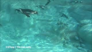Penguin Swim Party