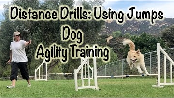 Distance Drills: Dog Agility Training Using Jumps