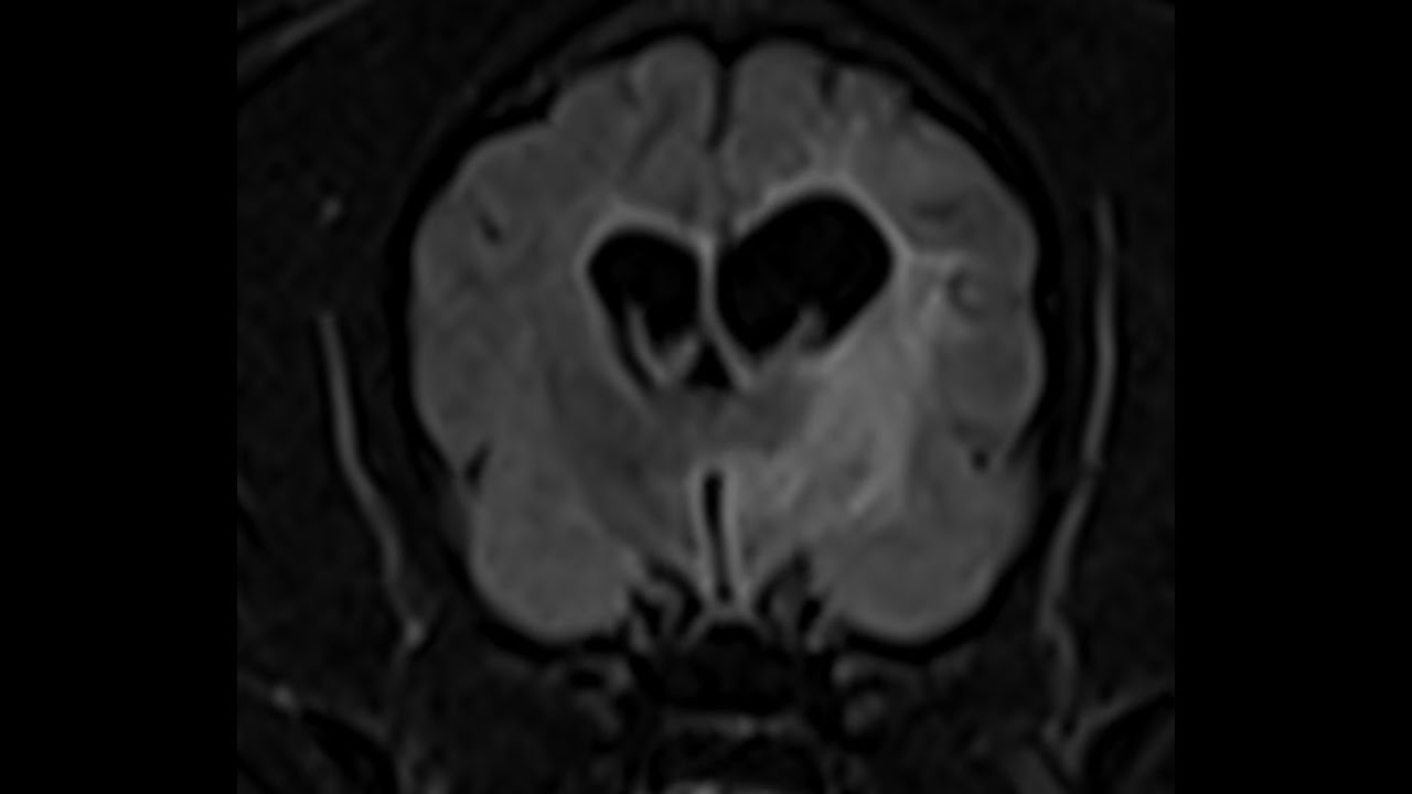 MRI Prognostic Factors in Dogs with Meningoencephalitis of Unknown Origin (MUO)