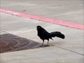 ZANATE Great Tailed Grackle And It's Beautiful Sounds