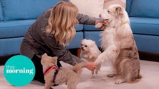 Meet Britain’s Got Talent’s Dancing Dogs and Their Owner Lucy Heath | This Morning by This Morning 9,476 views 7 days ago 6 minutes, 55 seconds