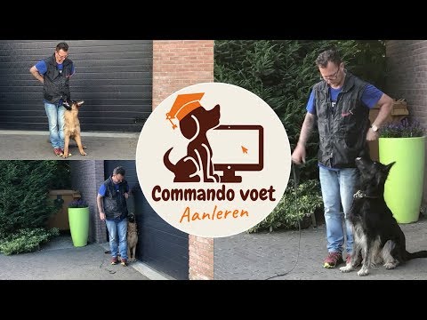 Video: Gezonde Manieren Om Uw Hond Te Behandelen