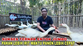 SEGUDANG KEUNTUNGAN TERNAK ENTOK JUMBO