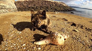砂浜にいた猫達が大きな貝殻やヒトデで遊ぶ