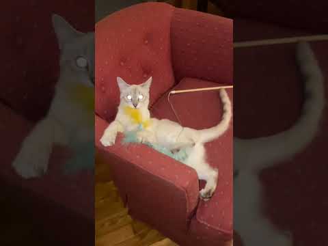 Kitten Playing With Jellyfish Toy | Minnow