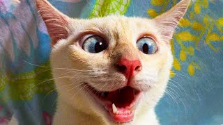 Смішні тварини 🐶 Приколи з котами та собаками 😹 Funniest Cats And Dogs Videos #85