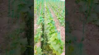 Grow cucumbers vertically with organic fertilizer from eggshells | High yield, lots of fruit