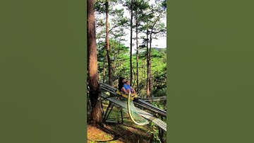 Xe trượt xuyên rừng thông tại Thác Datanla, Đà Lạt