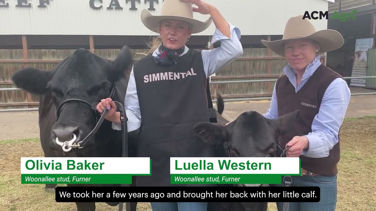 Six-year-old cow claims supreme beef cattle exhibit at Royal Adelaide Show