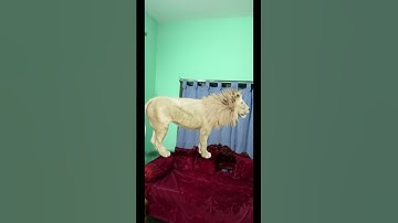 3D view of Lion 🦁 using Google #shortvideo #animals #domestic #viral #youtubeshorts