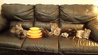 American Bobtail Kittens for sale by michellelomtnmom 235 views 4 years ago 2 minutes, 6 seconds