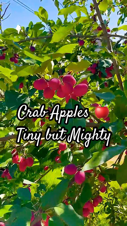 Crab Apples 🍎 Tiny but Mighty #apple #crabapple #fruit #nature #canada