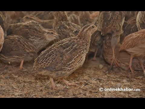 बट्टाई पालनलाई कुखुरापालनजस्तै देशभर फैलाउने धोको
