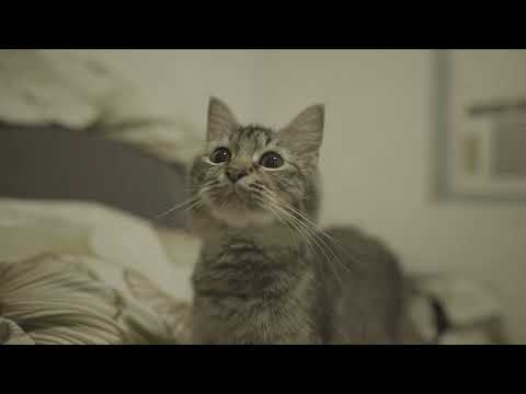 our cute teacup persian cat