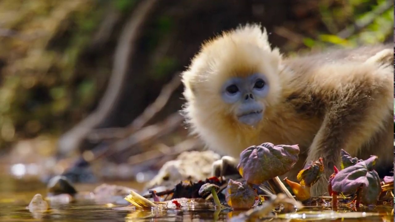 "Killer Monkeys" Very dangerous animal in the Universe YouTuber