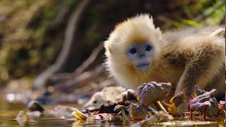 "Killer Monkeys" Very dangerous animal in the Universe || YouTuber screenshot 5