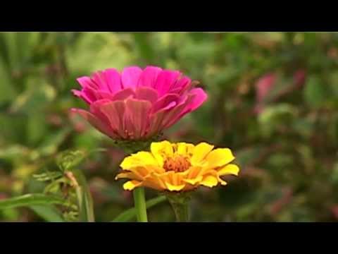Video: Koje Biljke Cvjetaju Cijelo Ljeto