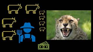 Are CHEETAHS in danger of EXTINCTION?